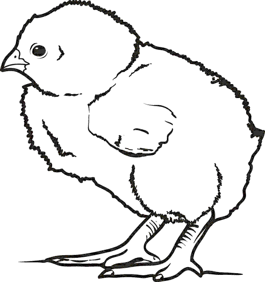 Civciv Boyama Sayfası