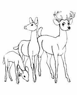 geyikceylanboyamasayfasideer ()-15044326064k8gn