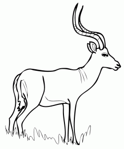 geyikceylanboyamasayfasideer ()-15044327708k4gn