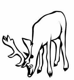 geyikceylanboyamasayfasideer ()-1504432828nk48g