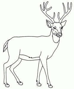 geyikceylanboyamasayfasideer ()-15044328874kng8