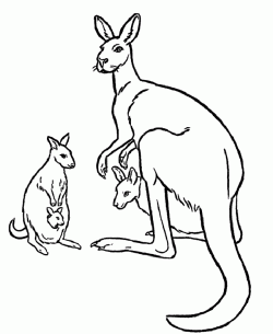 kanguruboyamasayfasikangaroo ()-15044388834kng8