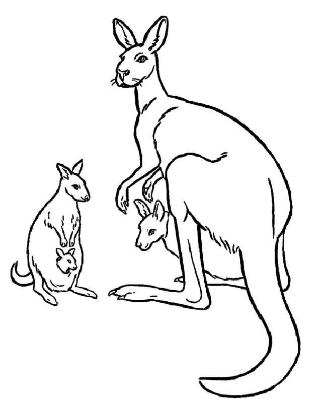 Kanguru Boyama Sayfası