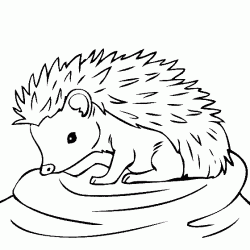kirpiboyamasayfasihedgehog ()-1504469212ngk84