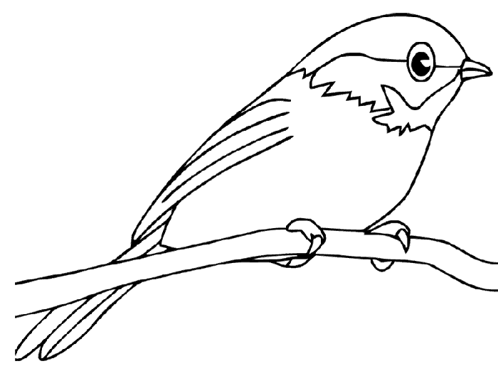 Kuş Boyama Sayfası