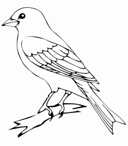 kusboyamasayfasibird ()-15044726554gkn8