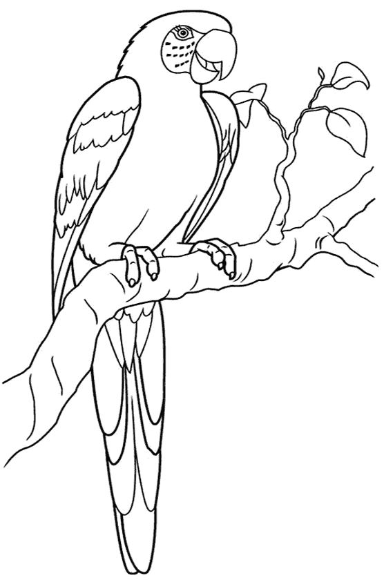 Papağan Boyama Sayfası