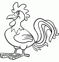 tavukhorozboyamasayfasichicken ()-1504433085n48kg