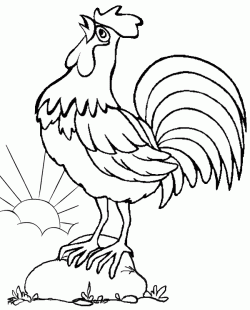 tavukhorozboyamasayfasichicken ()-1504433271n4kg8