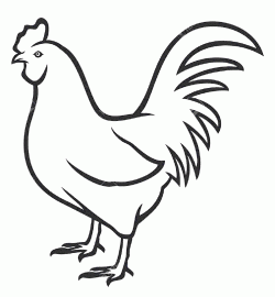 tavukhorozboyamasayfasichicken ()-15044332918k4gn
