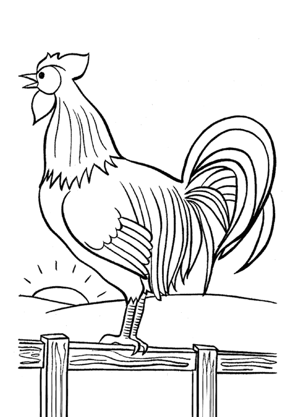 Tavuk Horoz Boyama Sayfası