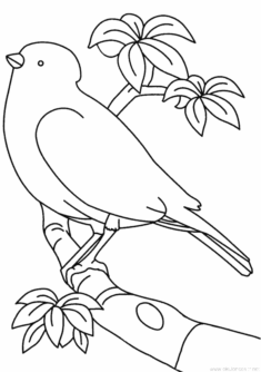 bird-coloringpages