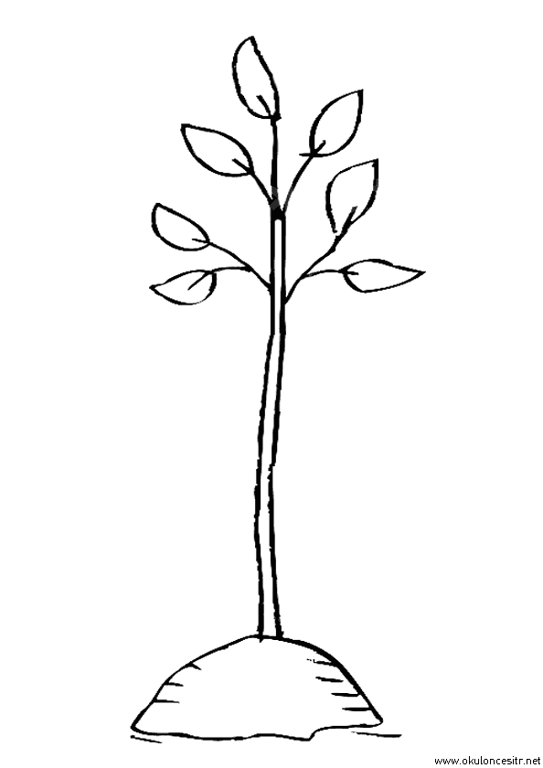 Ağaç Boyama Sayfası